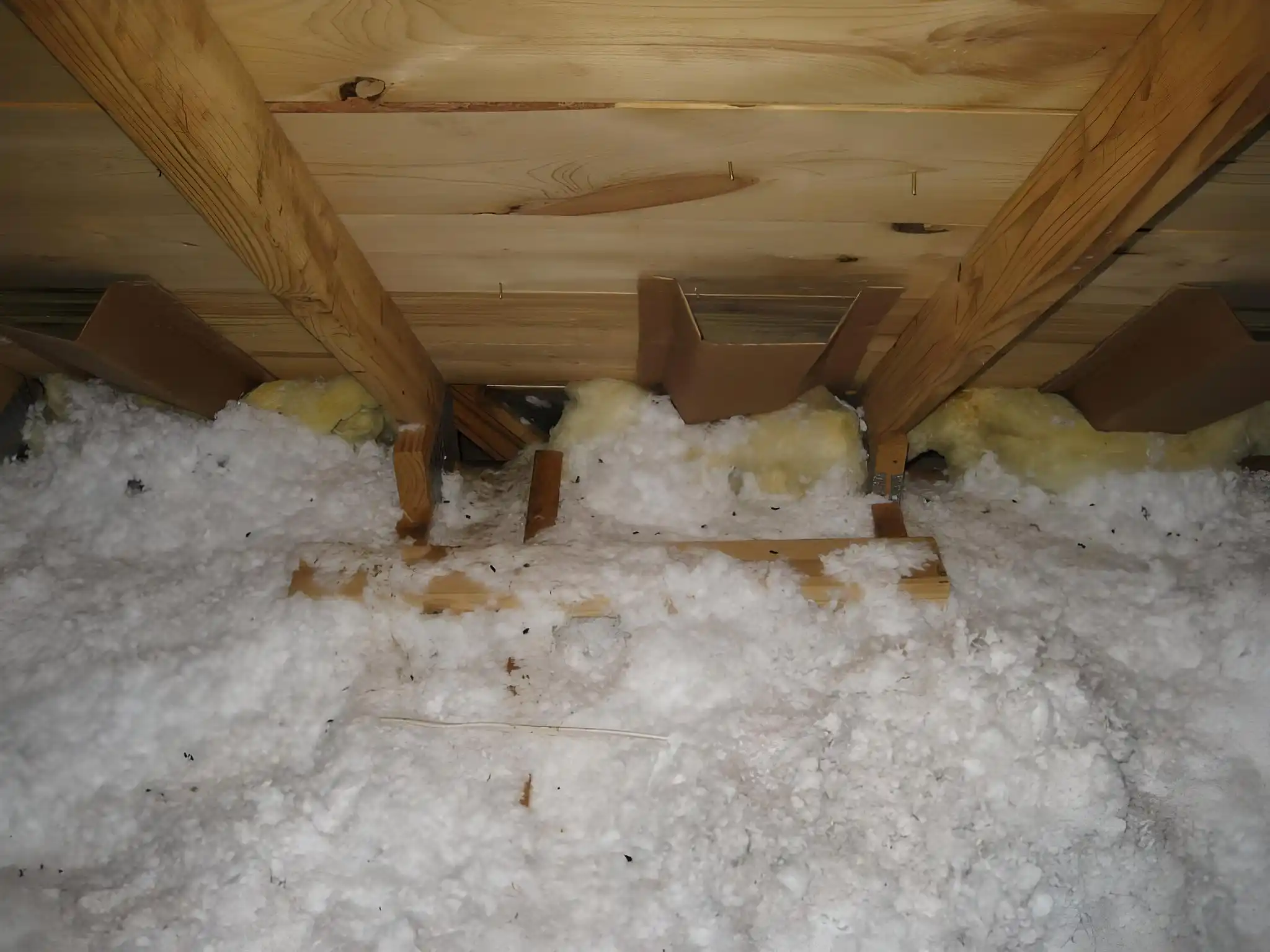Attic Wildlife Removal
