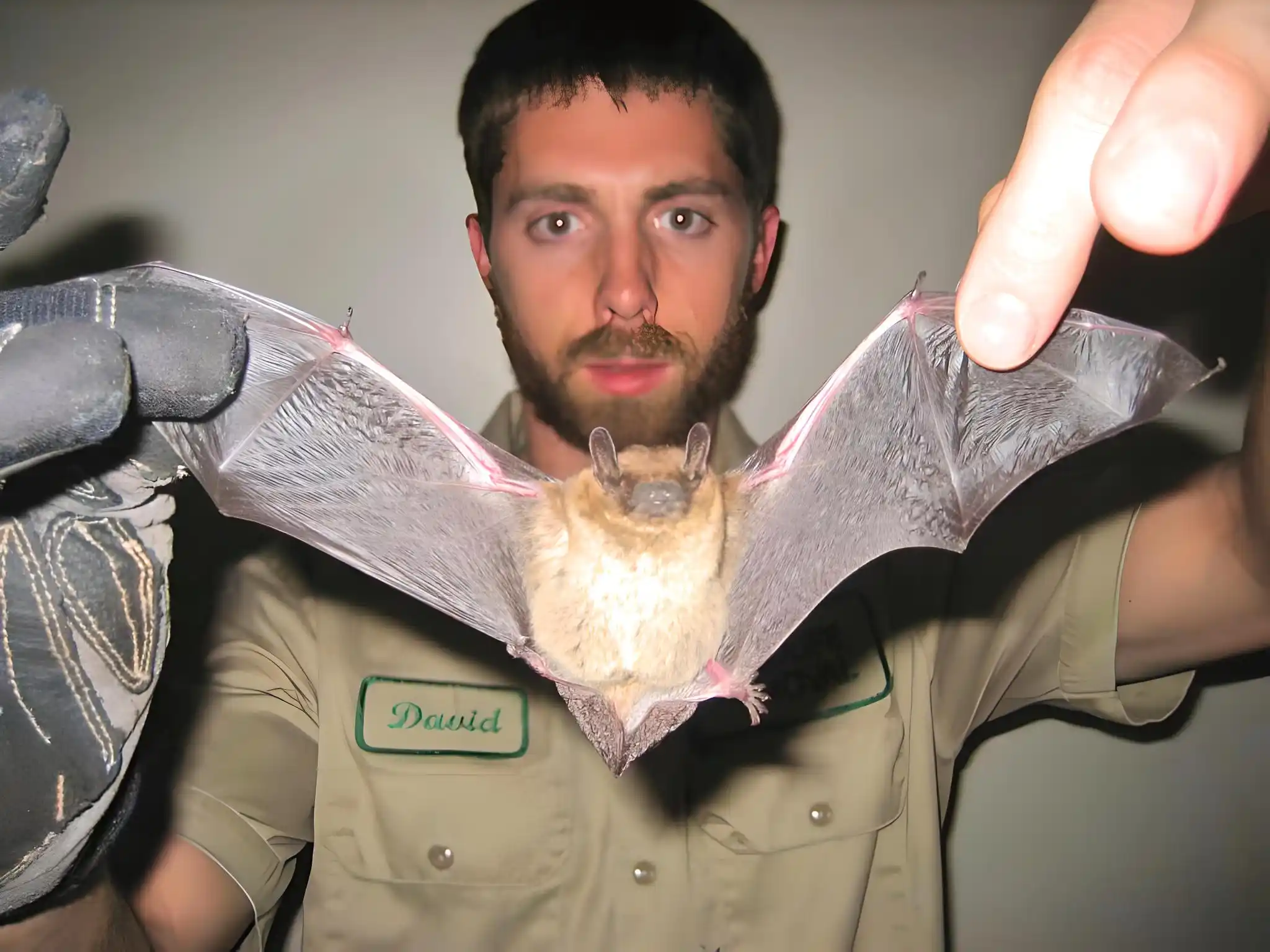 Bat Droppings vs. Mouse Droppings: How to Tell the Difference