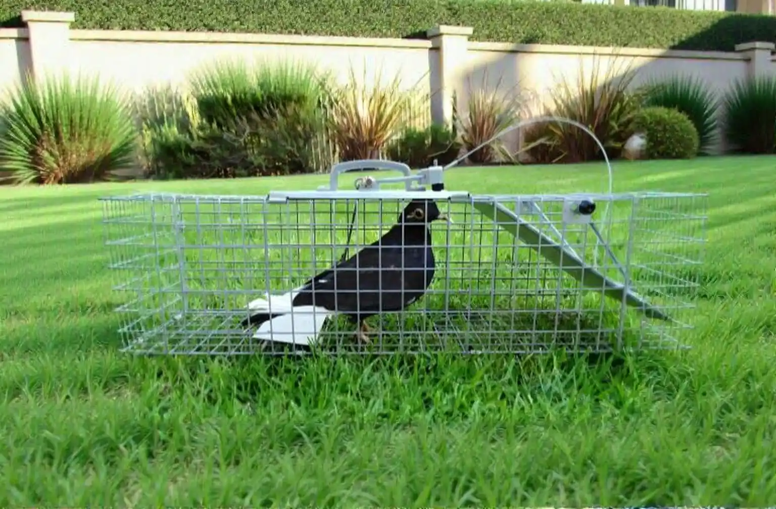 Bird Control