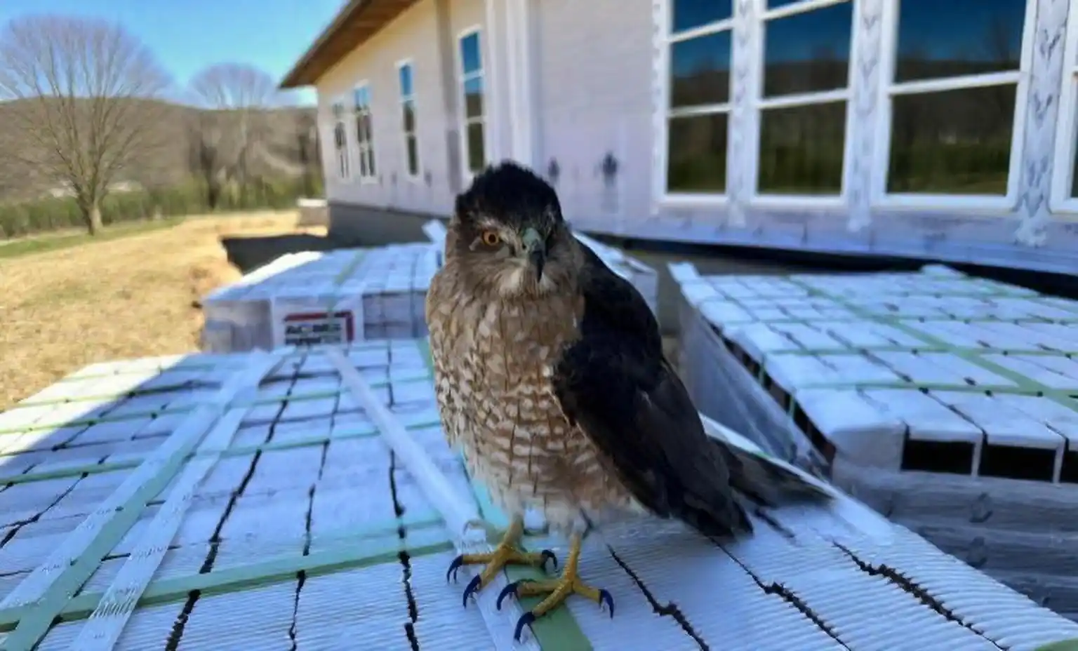 Nuisance Wildlife NC - professional, humane wildlife removal in Western North Carolina