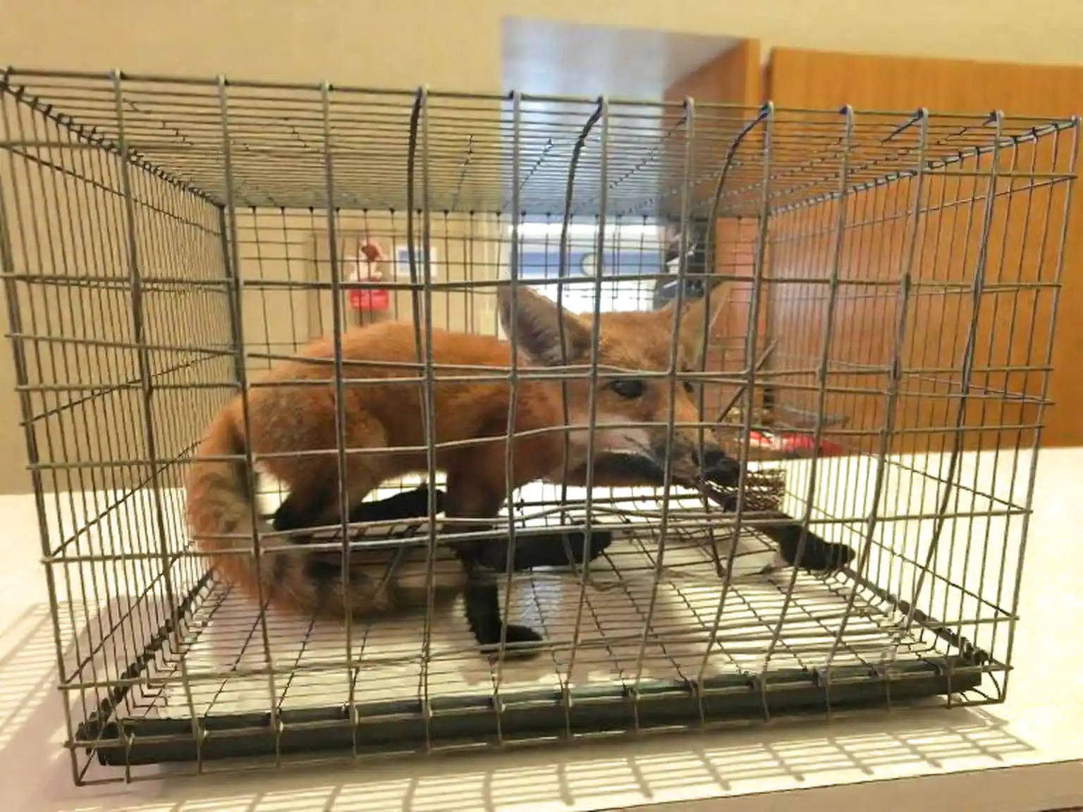 Understanding Seasonal Wildlife Activity in Western North Carolina