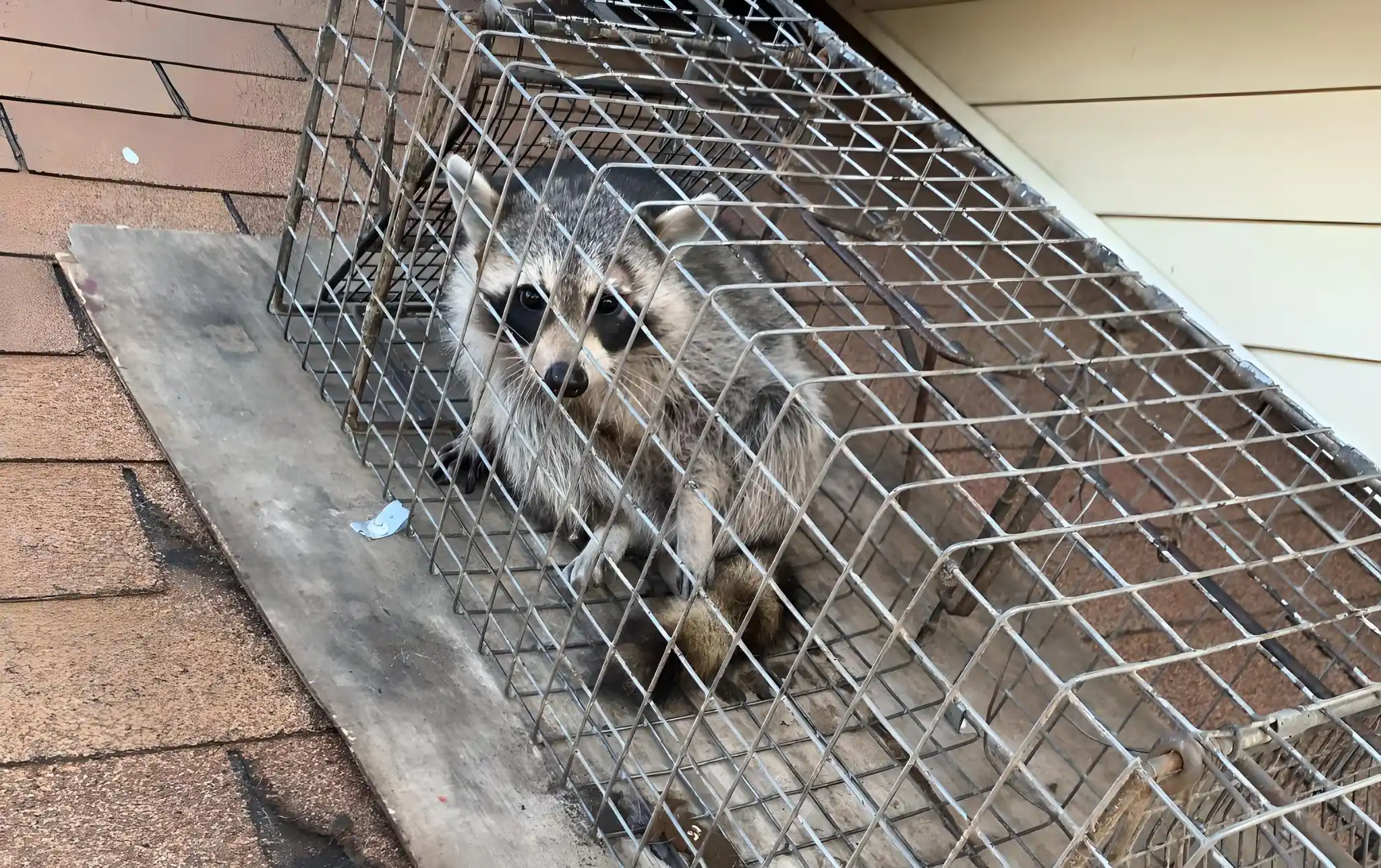 How Long Does Wildlife Removal Take? A Realistic Timeline