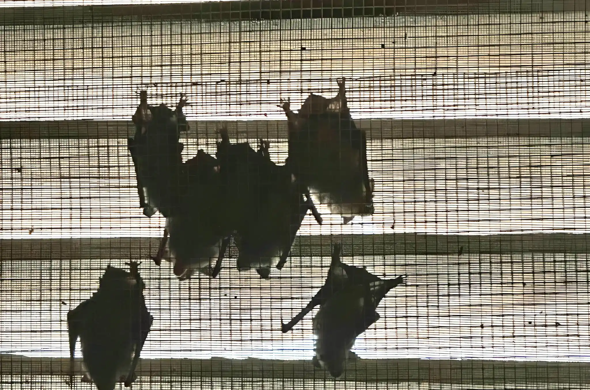 Wildlife in the Attic During Winter: What WNC Homeowners Need to Know