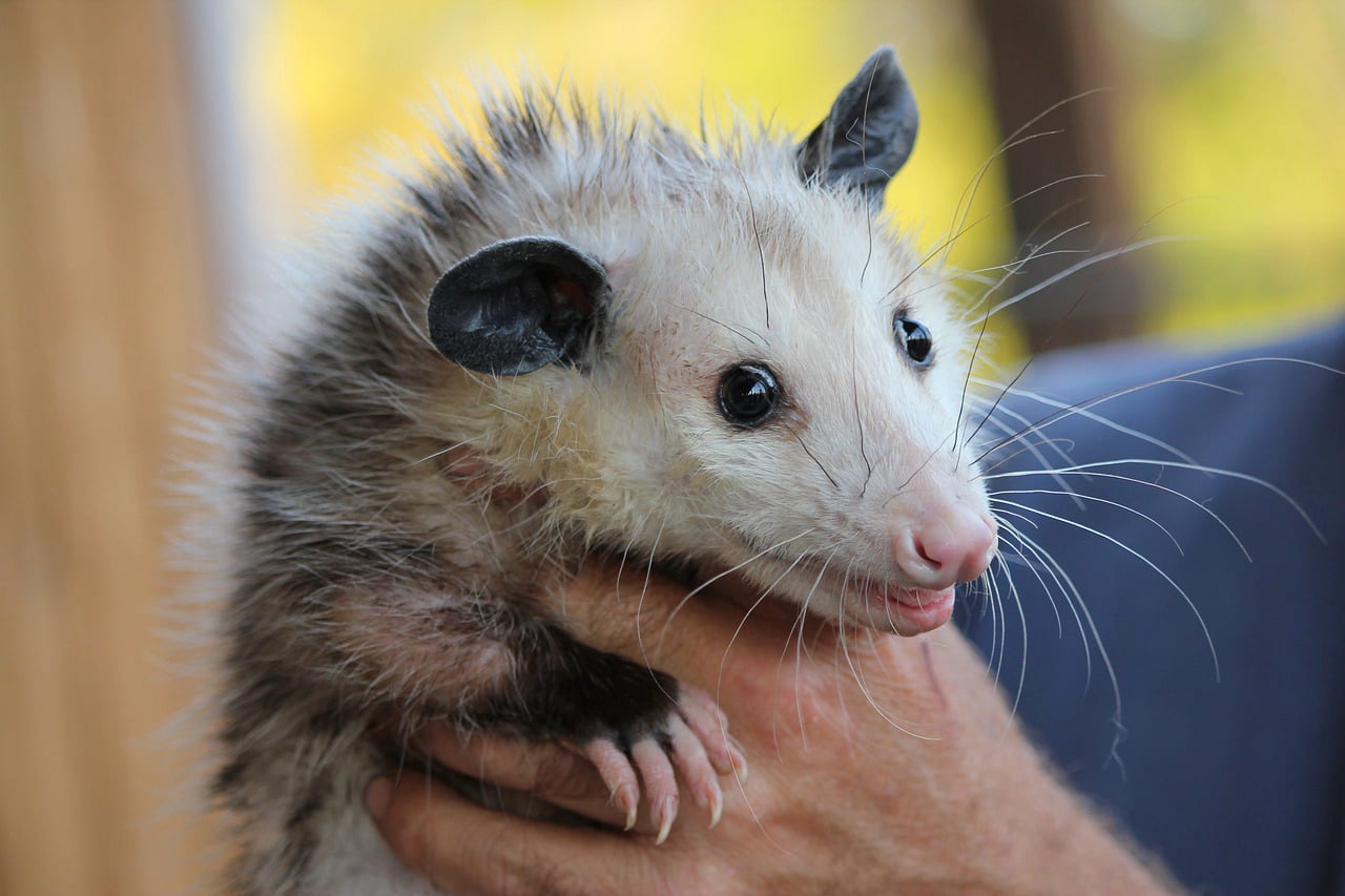 Opossum Removal