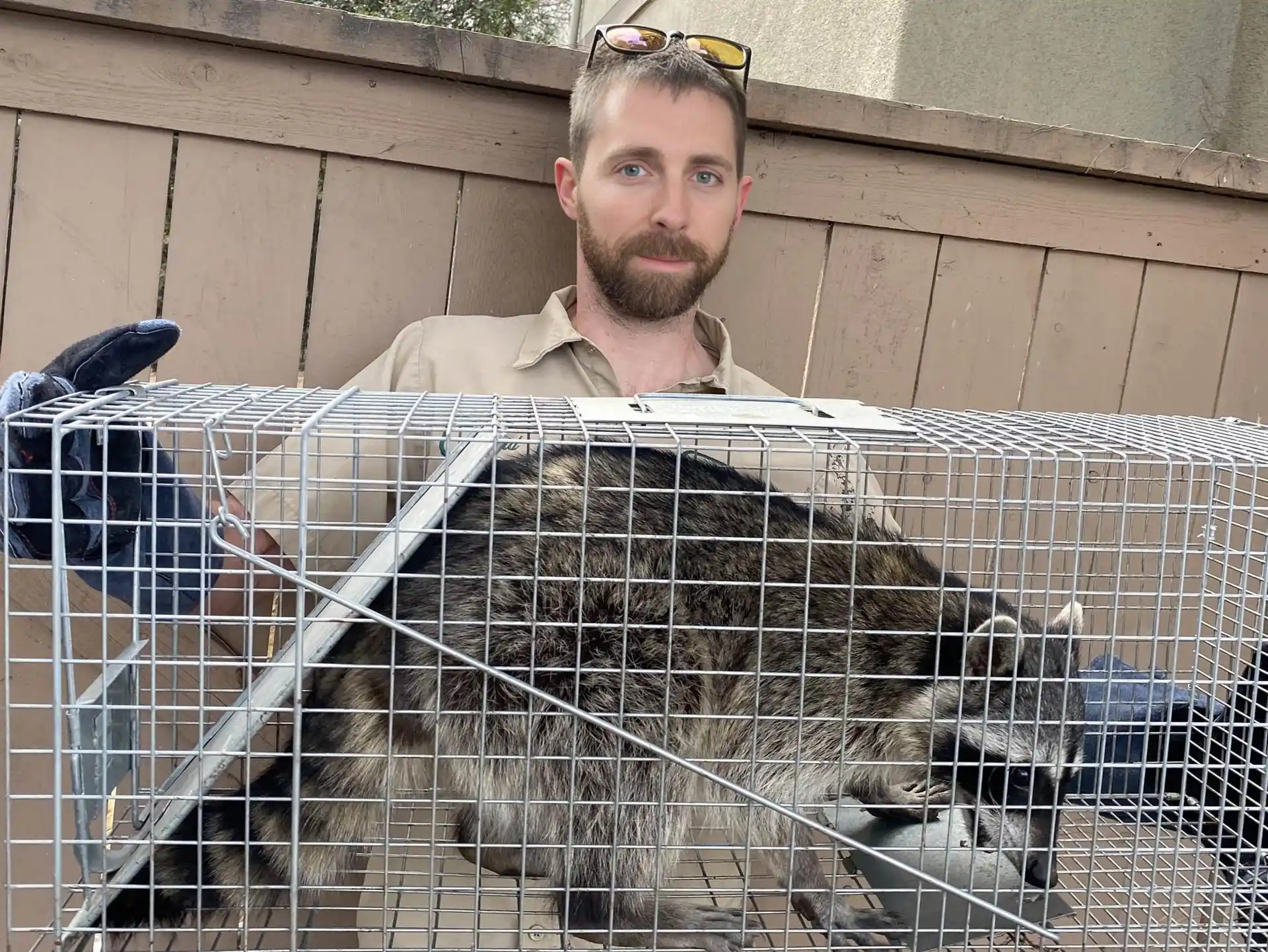 Raccoon Removal