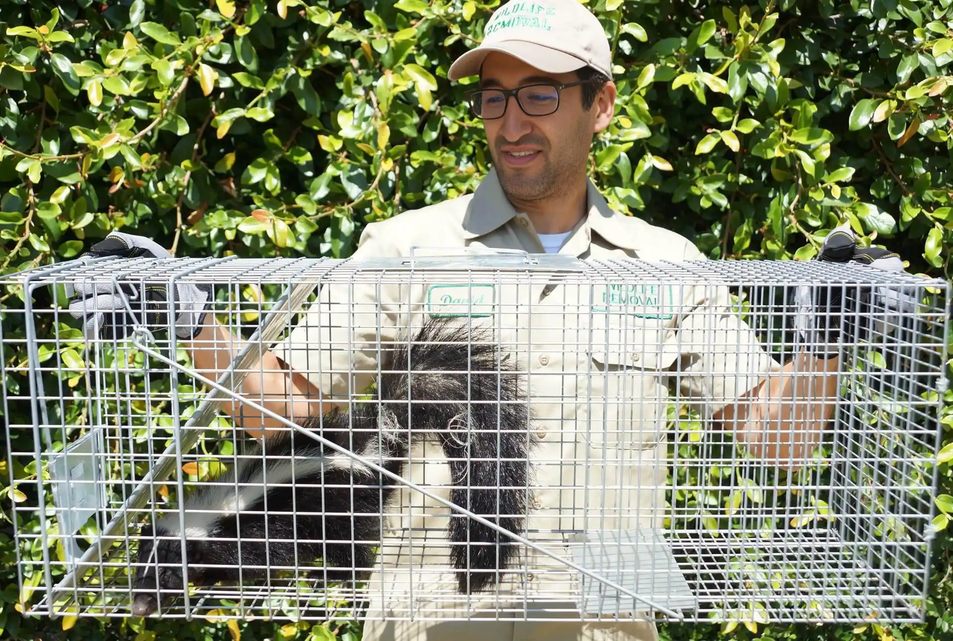 Skunk Removal