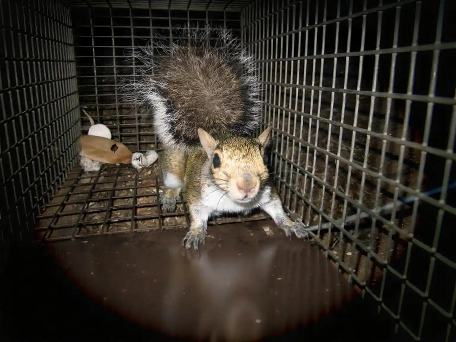 Squirrel Chewed Wires in the Attic: What to Do Right Now