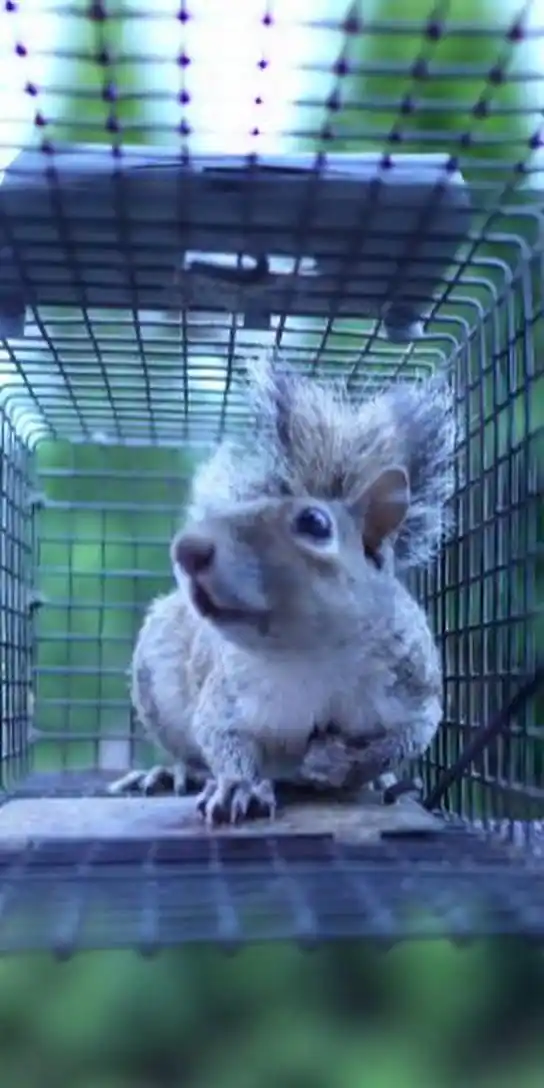 Squirrel Removal